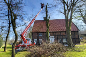 Fällung einer Linde mit 40m-Hubsteiger