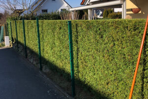 Heckenschnitt auf engem Raum (Zaunfeldentfernung um sauber arbeiten zu können)